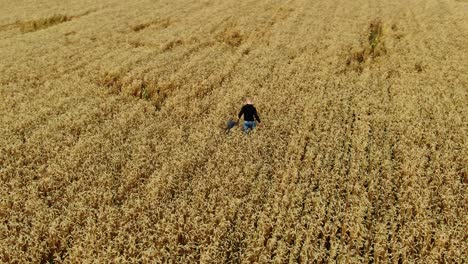 father carefully guides his little son across the endless wheat field, aerial view. dad's walk with his son in the field. circular motion of the camera, view from the copter. 4k, prores