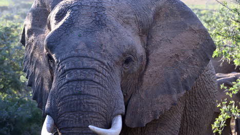 African-elephant-big-bull-extreme-close-up-approaching-camera