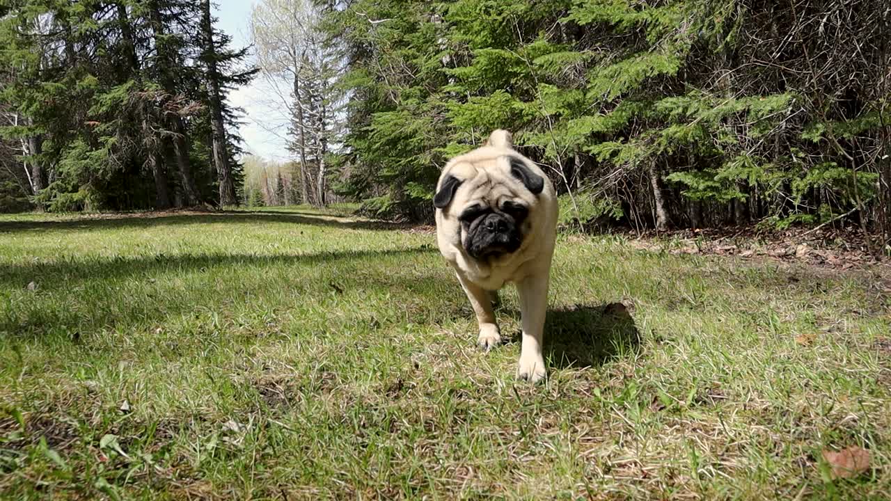 숲에서 카메라 낮은 샷을 향해 풀밭에서 천천히 야외에서 걷는 퍼그 개