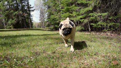 pug dog walking slowly outdoors on grass towards camera low shot in forest