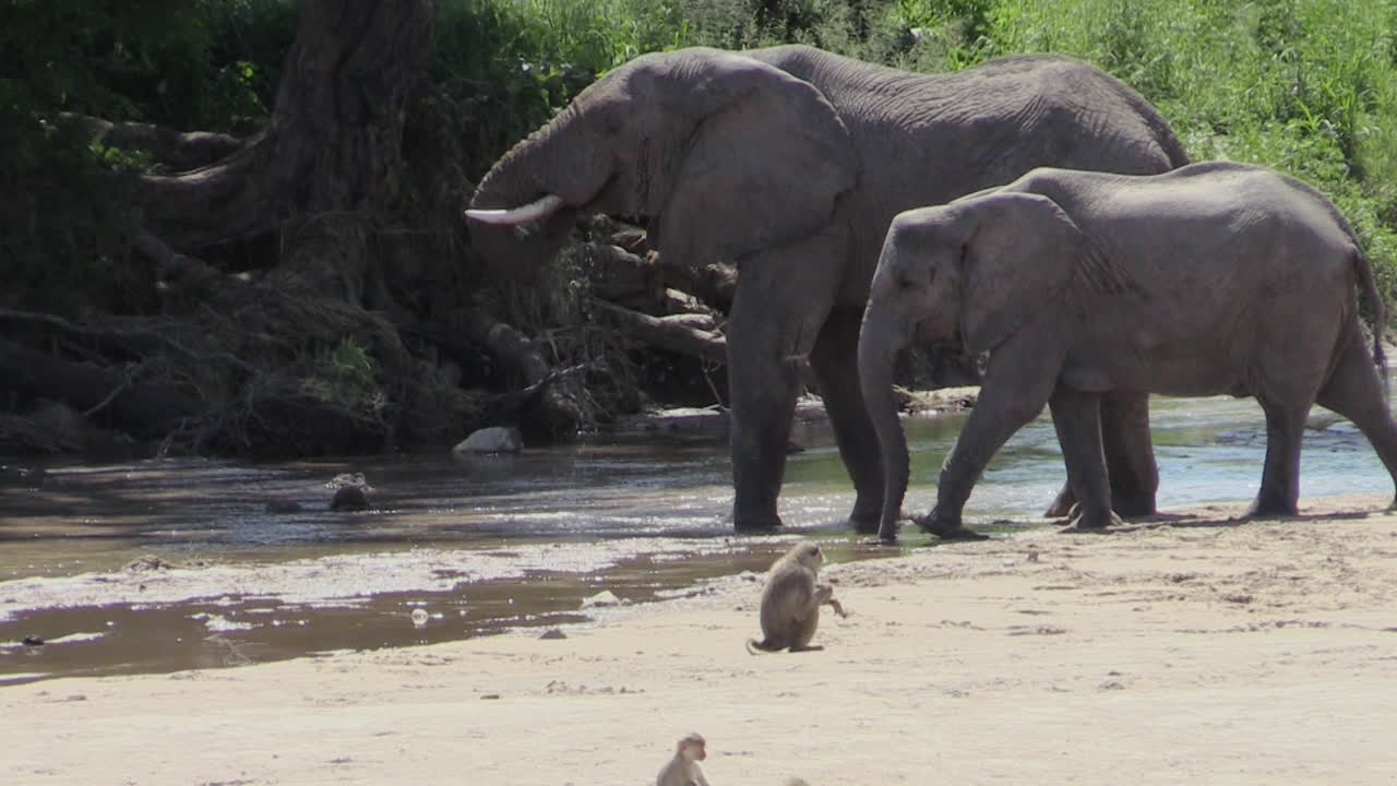 elefante africano bebiendo en el lecho de un río de arena