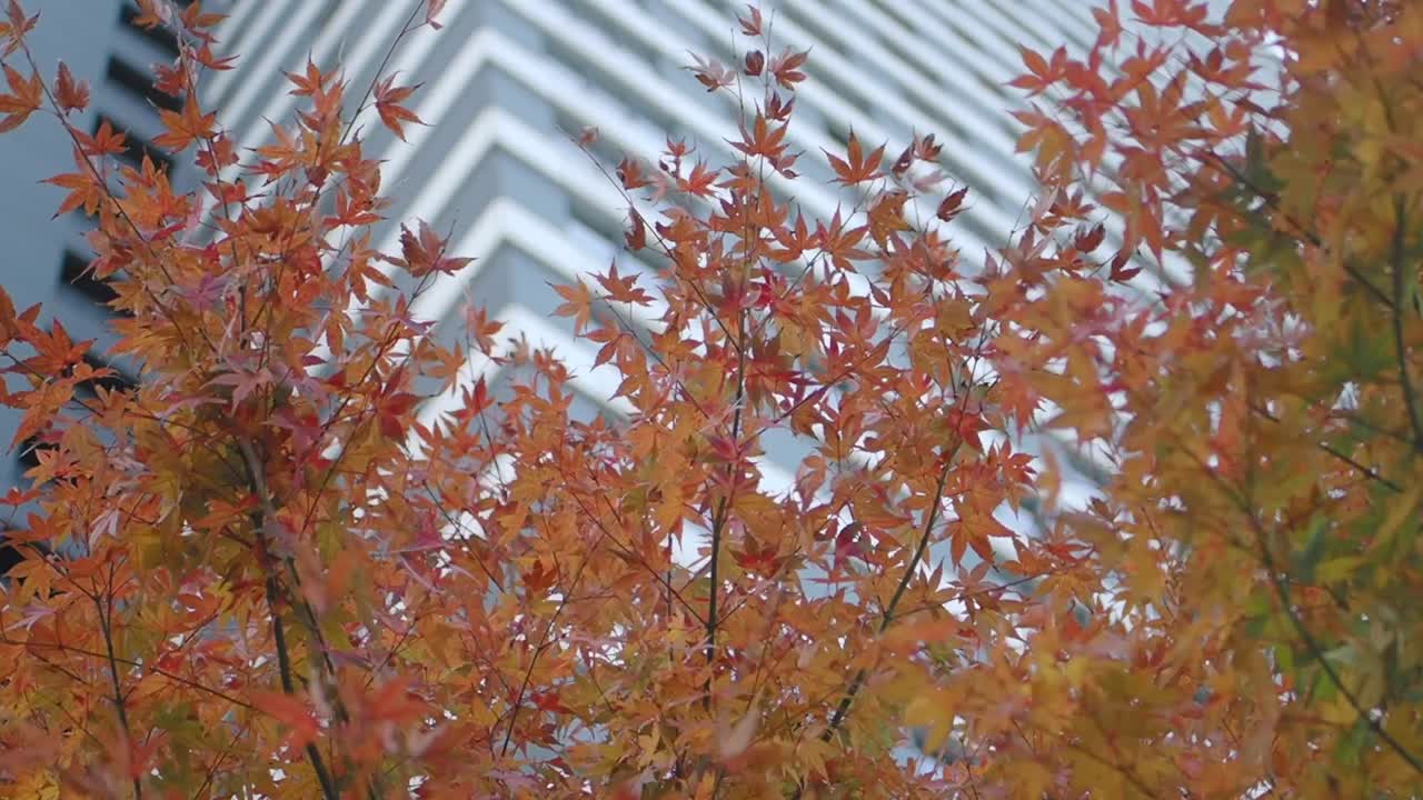 현대적 인 건물 앞 의 가을 잎