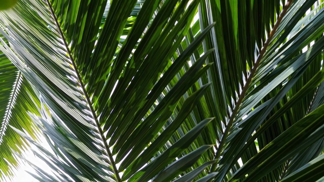 Primer plano de hojas verdes de palmera con luz solar