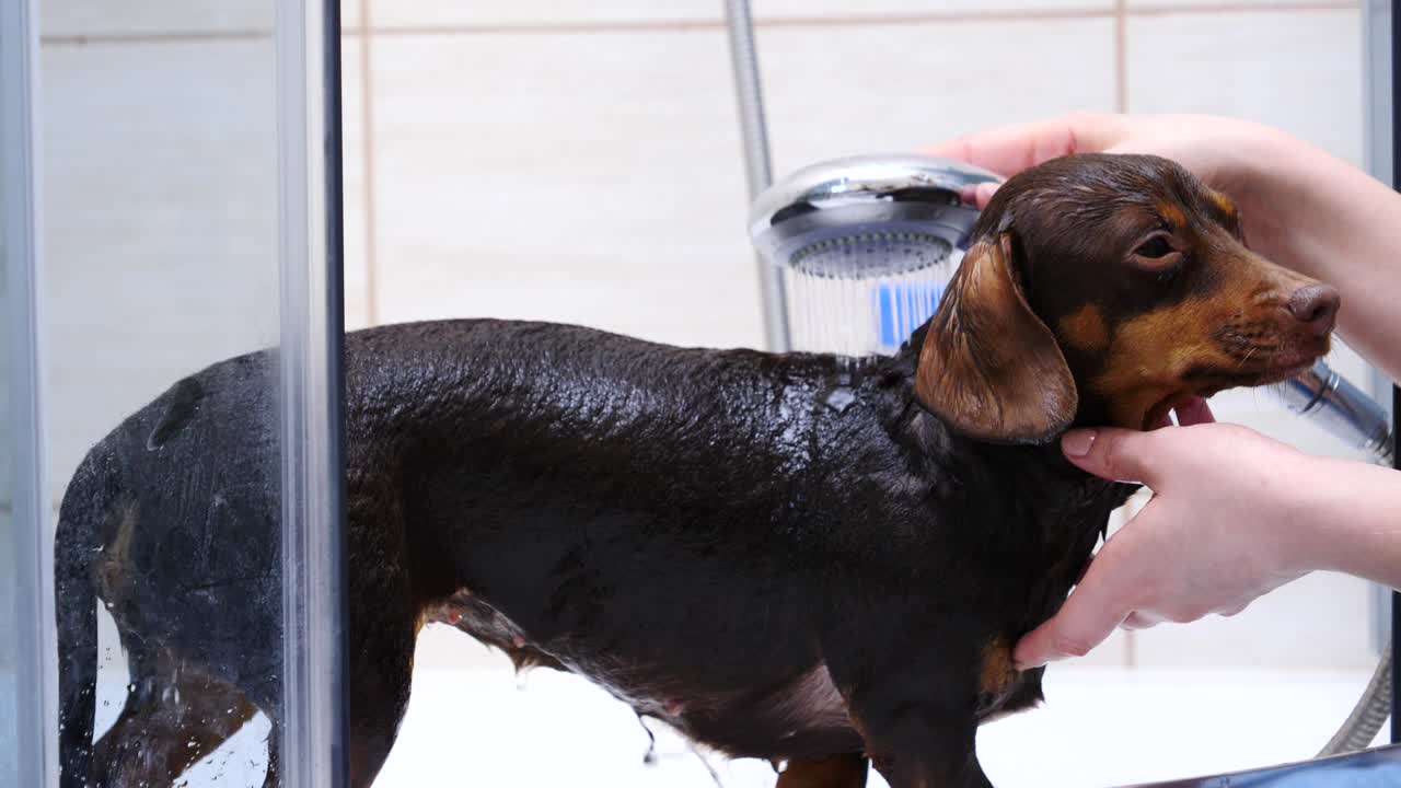 mujer lavando a su pequeño perro en el baño