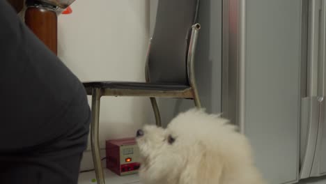 Toy-poodle-adorably-places-paws-on-master's-lap-seeking-attention