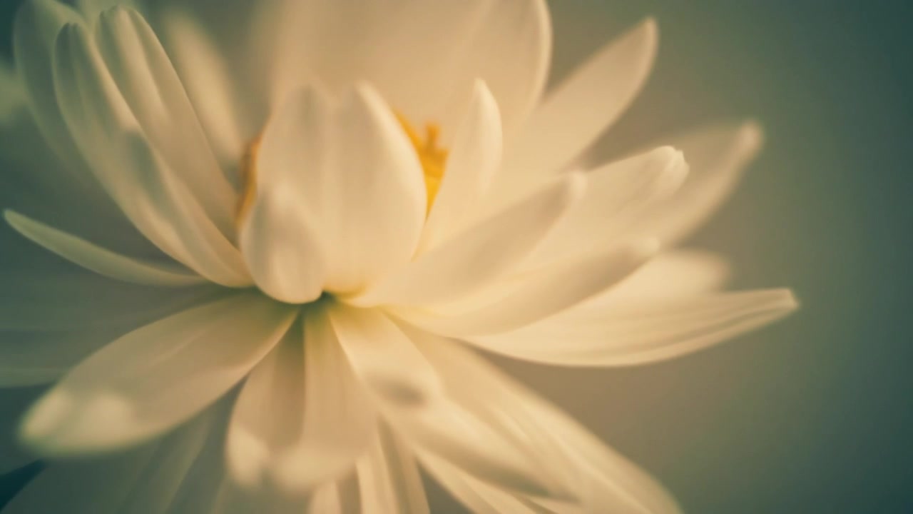 Close-up of a White Flower Blooming in Soft Light