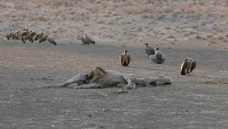 a jackal scavenges inside an eland carcass while vultures wait nearby