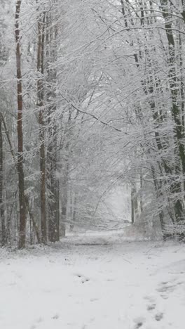 snowy forest path