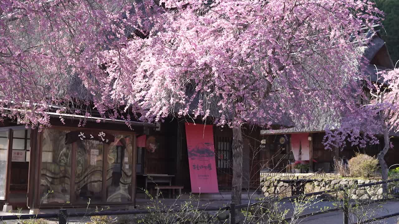 la flor de cerezo rosa, el sakura, las flores de cerezo japonesas, las flores