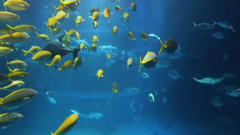 aquatic ballet of fish in a large aquarium