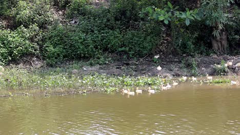 ducks glide peacefully along a lush riverbank