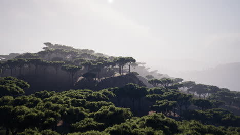 Flying-over-the-fields-covering-the-vast-African-landscape