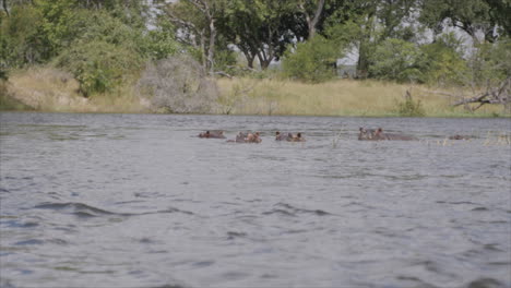 A-group-of-hippos-that-are-chilling-in-a-river,-you-can-only-see-their-heads-looking-at-the-camera