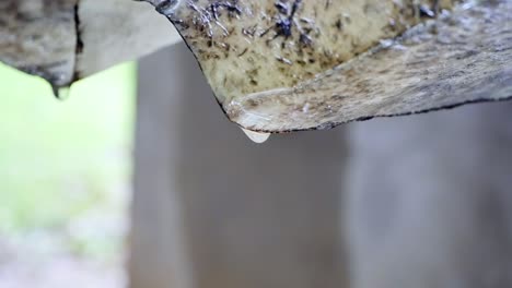 Handheld-slow-motion-shot-of-rain-water-dripping-from-edge-of-dirty,-grimy-plastic-corrugated-roof-panel