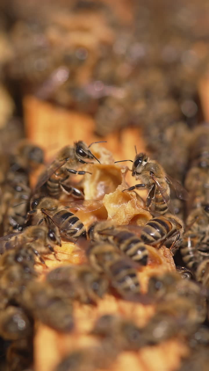 Natural organic honey bees making. Close up of agriculture beekeeping