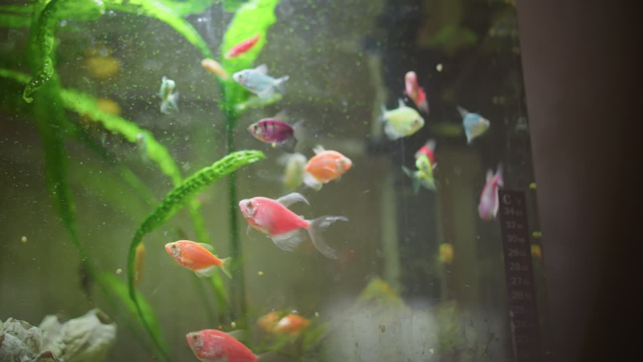 Colorful fish swimming inside aquarium with visible thermometer strip, green plants, shells, and stones, creating lively aquatic environment filled with vibrant motion, natural textures, and underwater beauty
