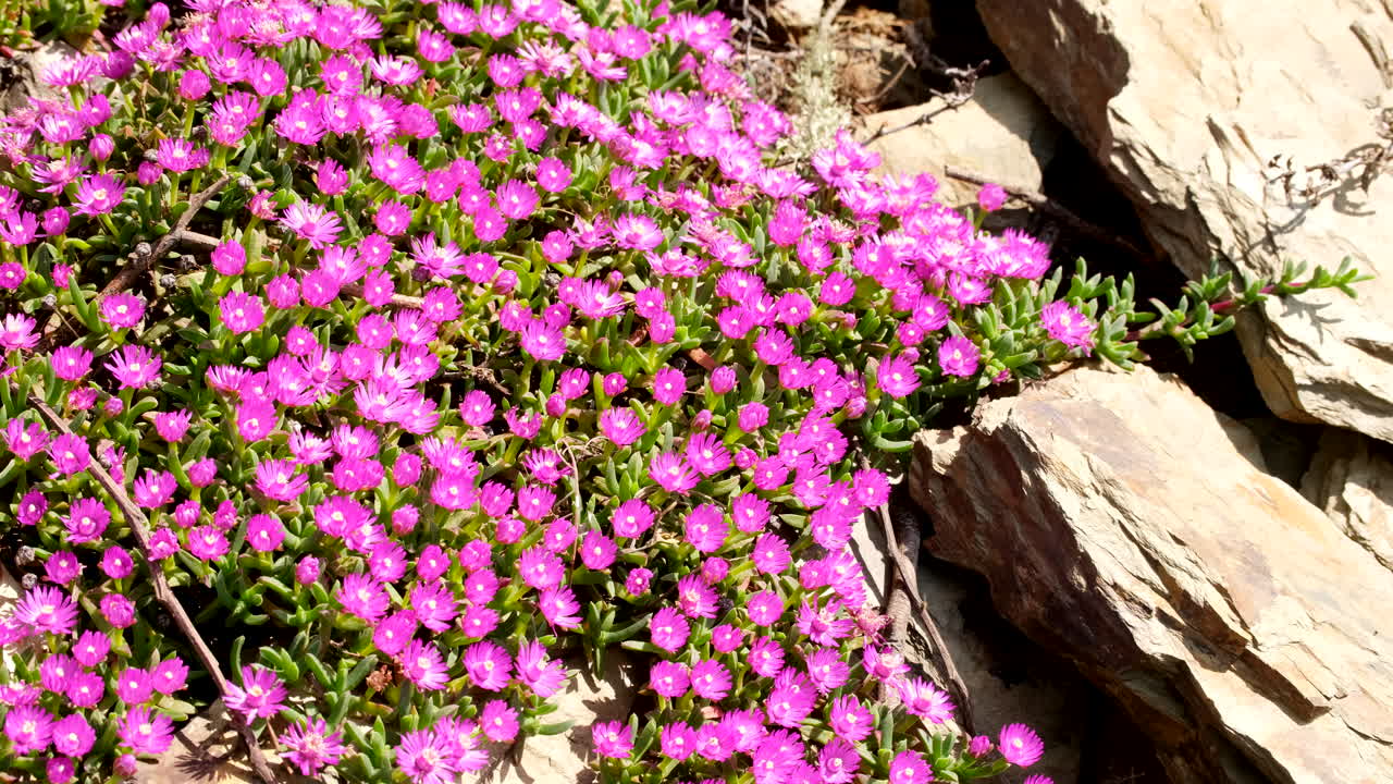 Hardy succulent delosperma iceplant with blossoming pink flowers near rocks