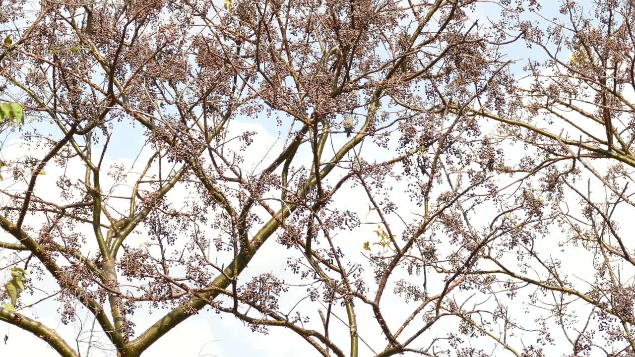 ramas de árboles moviéndose en el viento, con pájaros volando alrededor, en un bosque de panamá, en un día soleado