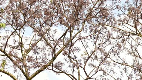ramas de árboles moviéndose en el viento, con pájaros volando alrededor, en un bosque de panamá, en un día soleado