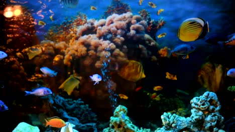 exotic fishes in an aquarium