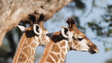 dos jirafas africanas que se alimentan con un compañero pico de buey