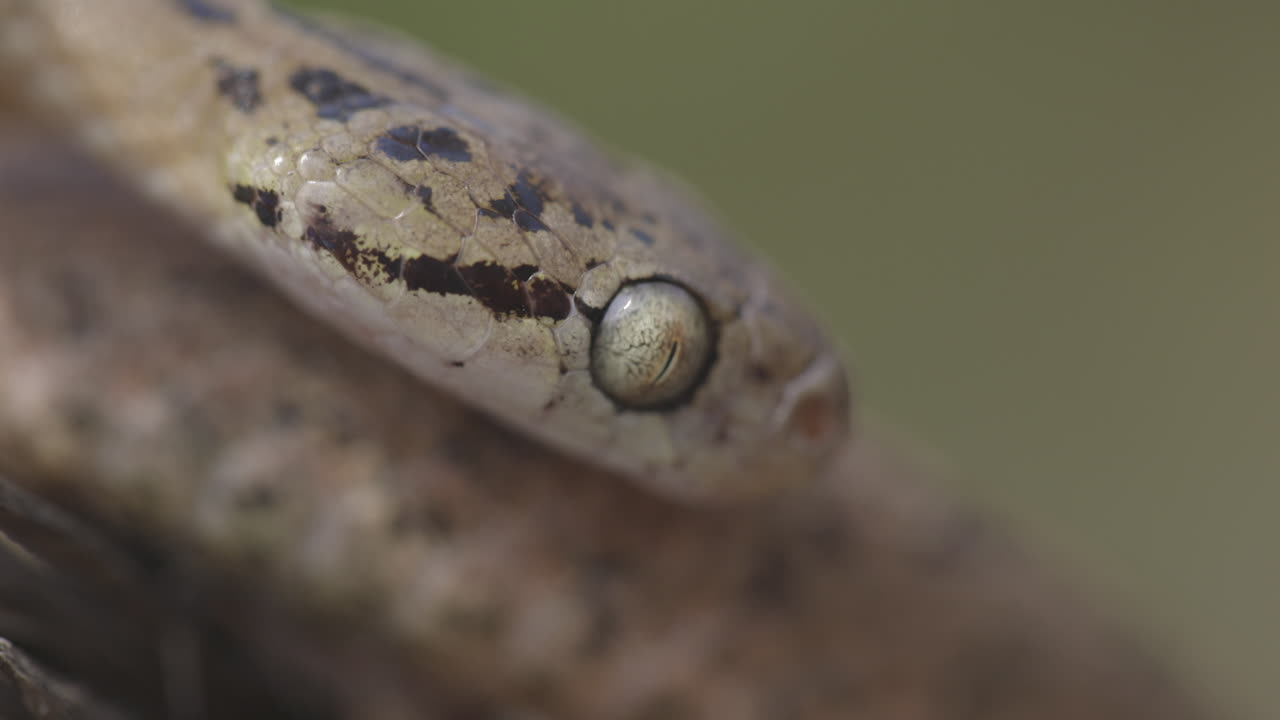 Macro estrema: Occhio di serpente gatto comune che si muove nell'orbita; pupilla verticale e squame dettagliate