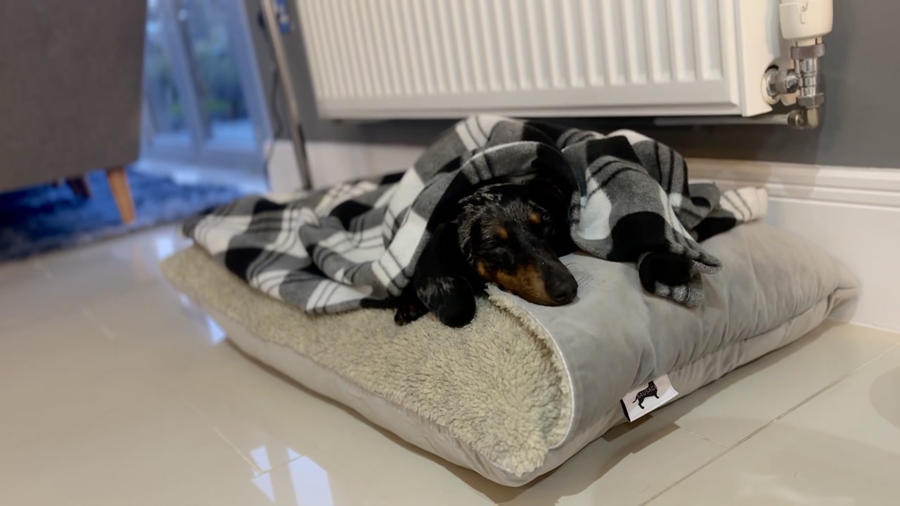Miniature-gravhund, der sover fredeligt i en blød seng, svøbt i et ternet tæppe under en radiator, hvilket skaber en hyggelig indendørs scene med varme, komfort og afslapning