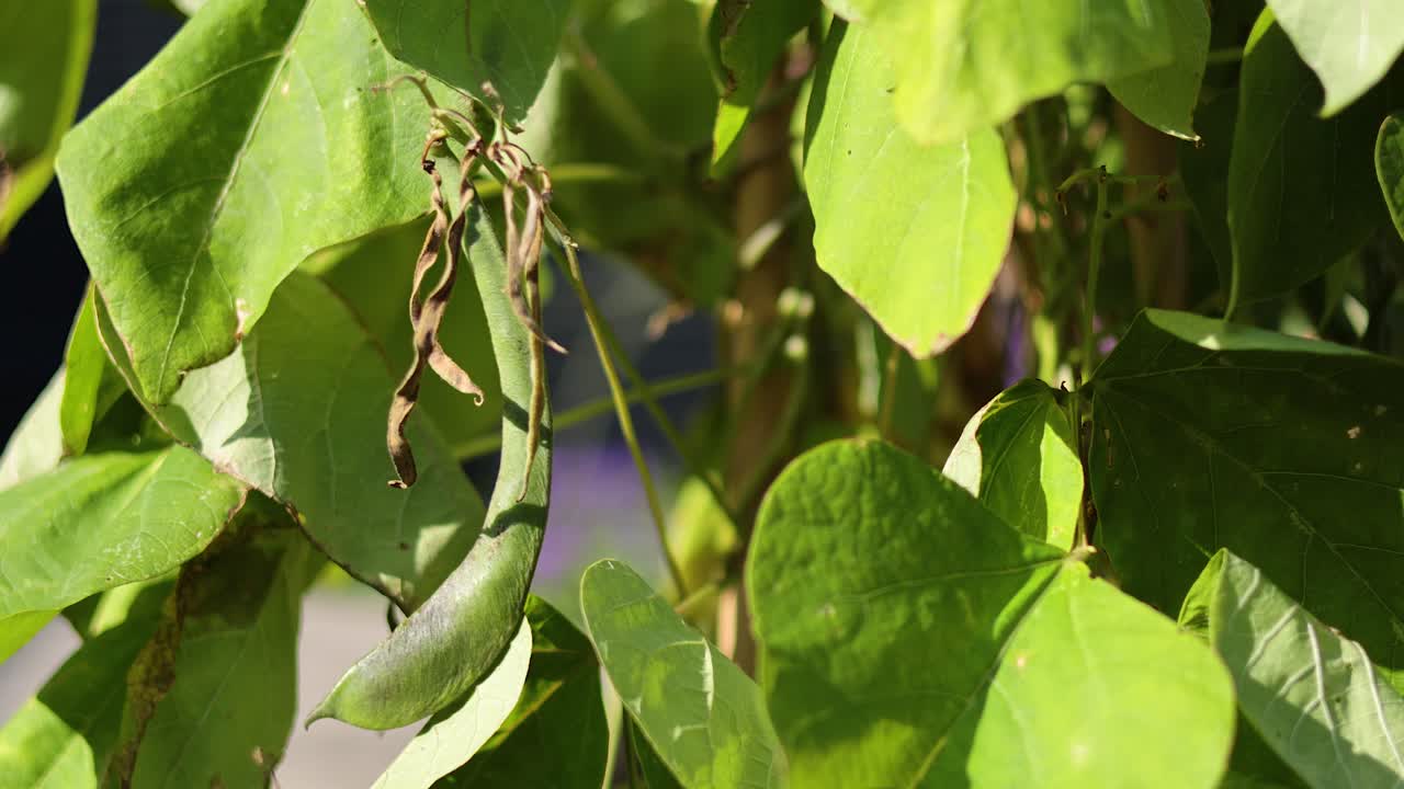 잎이 빛에 부드럽게 흔들리고