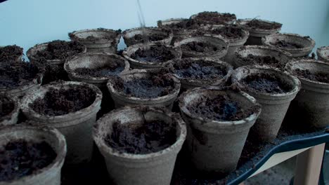 the pots filled with soil are being watered, as water is poured or sprinkled over them to provide necessary moisture for the plants