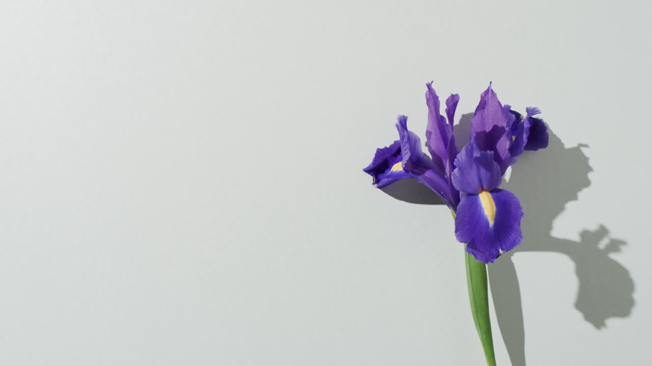 Video of purple iris flower with copy space on white background