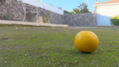 a fallen orange at a very low angle