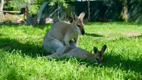 a couple of red-necked wallaby resting on grass surface in lone pine koala sanctuary in queensland, australia on a sunny day.-closeup shot
