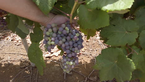 mano de granjero sosteniendo un racimo de uvas creciendo en vides durante el día
