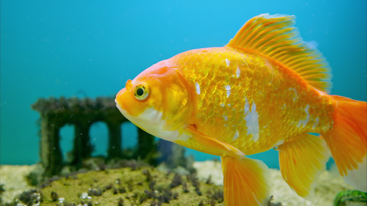 Golden yellow fish in a water tank