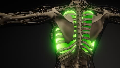 examen radiológico de los pulmones humanos