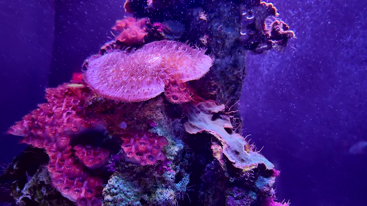 Pink sea anemone moving its tentacles underwater to catch prey. Soft living coral in a saltwater reef aquarium