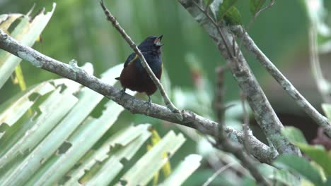 Chestnut-bellied-Euphonia-sitting-on-a-branch,-with-vegetation-on-the-background,-pássaro-Ferro-velho