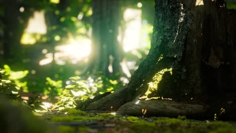 Sunlight-rays-pour-through-leaves-in-a-rainforest