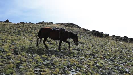 Caballo-De-La-Tribu-Nómada-Mongol-En-Pastizales-Esteparios,-Bayan-olgii,-Montañas-De-Altai