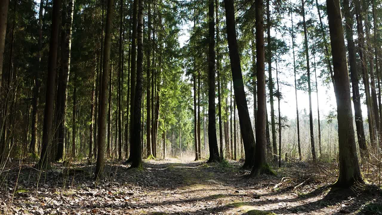 Static shot of Lithuania's woodland forest with branches being moved by light wind