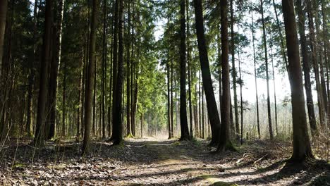 statische aufnahme des litauischen waldes mit ästen, die von leichtem wind bewegt werden