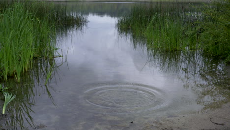 a stone thrown in a still lake makes waves