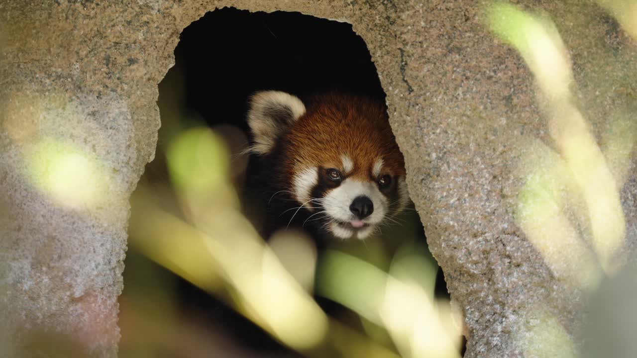 An adorable red panda (Ailurus fulgens), also known as a lesser panda, shyly peeks its head out from the dark opening of its den, looking at the camera with its cute face.