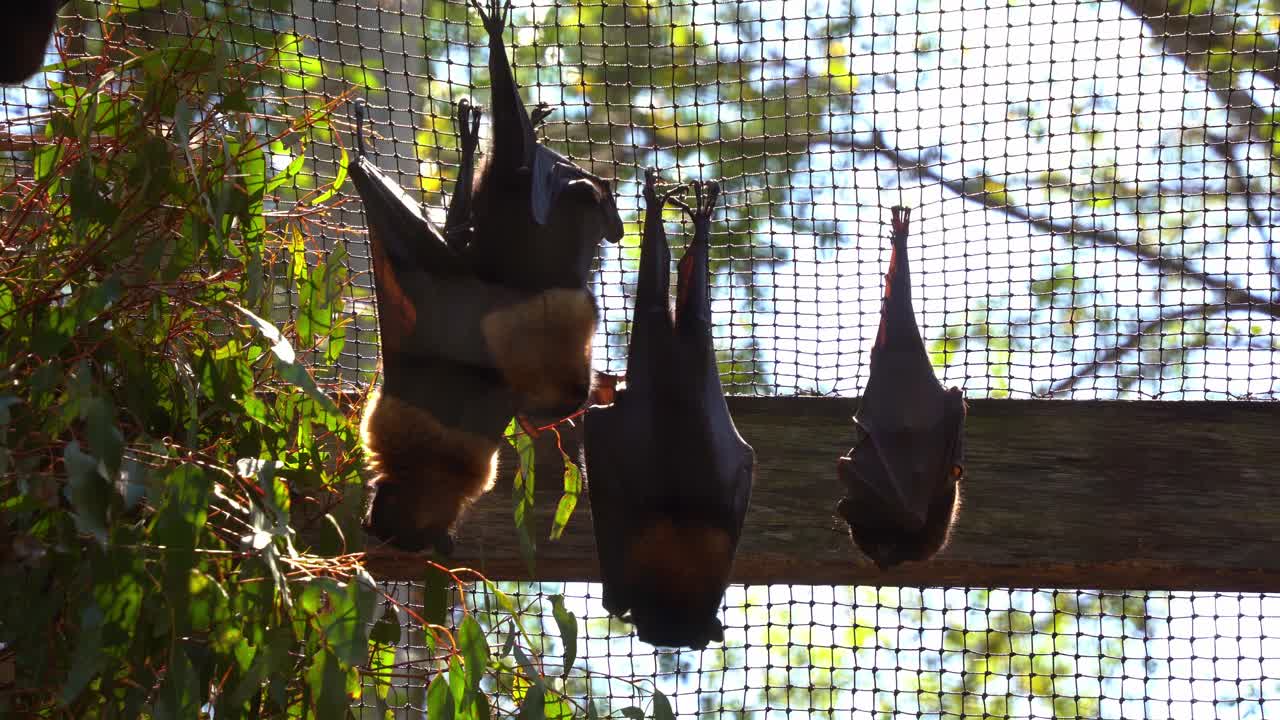 오스트레일리아 원주민 박 ⁇  종의 근접 촬영, 작은  ⁇ 은 날아다니는 여우, pteropus scapulatus의 캠프, 둥지를 틀고 닫힌 환경에서 낮에 포로로 뒤집혀 매달려 있습니다.