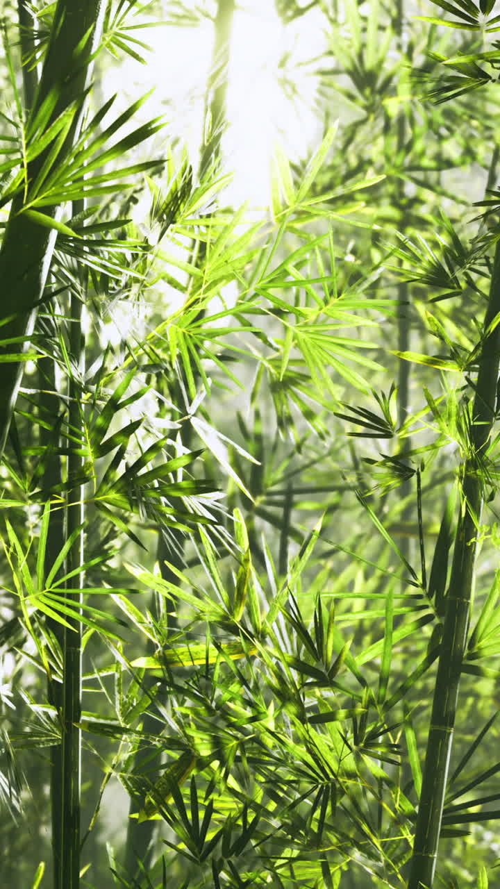 Creating a serene atmosphere the tall