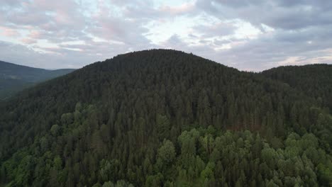 aerial drone deep forest environment view