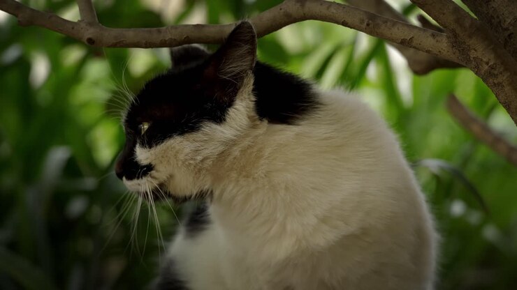 Primo piano di un felino randagio bicolore che guarda di lato.