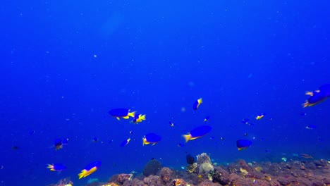 Kleiner-Gelber-Fisch-Namens-Goldbauchdamsel,-Der-Im-Blauen-Ozean-Schwimmt