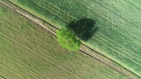 Minimalismus-Luftaufnahmen-Von-Baum-In-Der-Ackerland-Plantage-Grünes-Gras-Unverschmutztes-Gebiet-Mit-Starkem-Wind