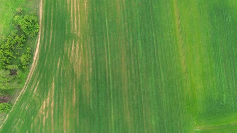 aerial view of lush green agricultural field
